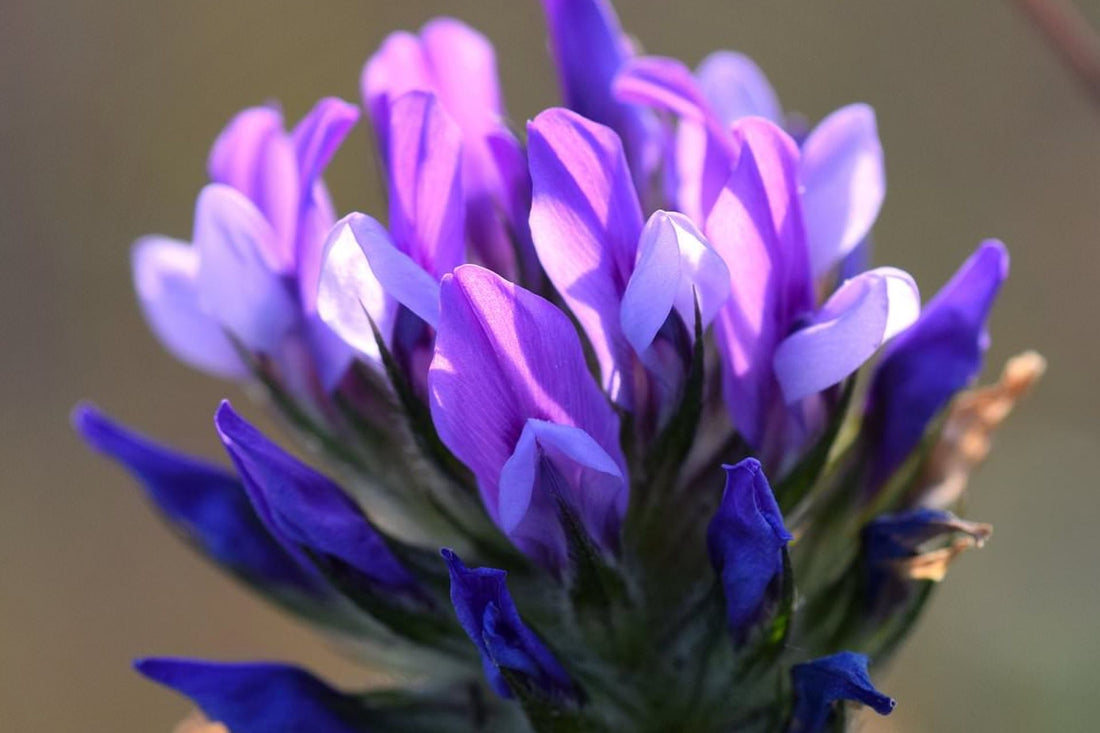 Bakuchiol vs Retinol: The Plant-Based Alternative Backed by Research