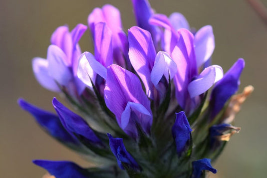 Bakuchiol vs Retinol: The Plant-Based Alternative Backed by Research